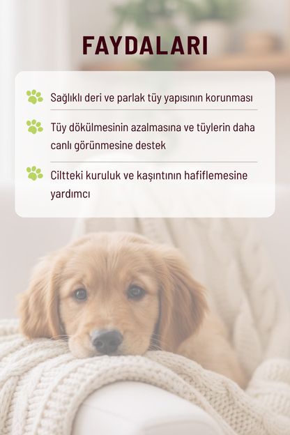 Coat Buddy - Deri ve Tüy Sağlığı Destekleyici Köpekler İçin Tablet